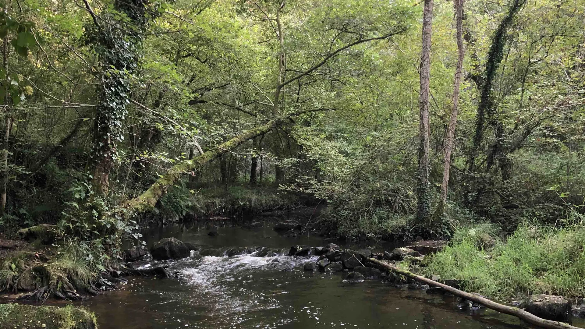 Tardoire