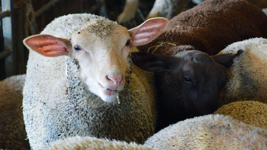 agneau-la-ferme-des-feuillardiers-les-cars