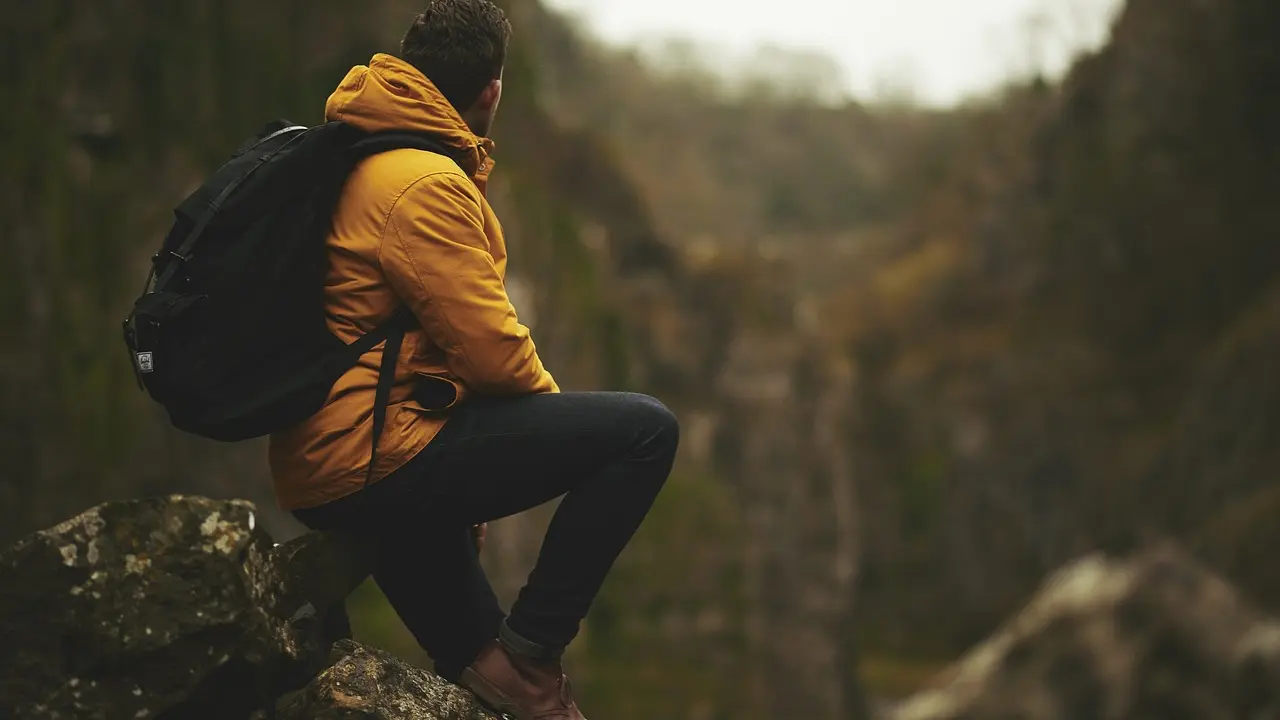 Hérons dans le Champs