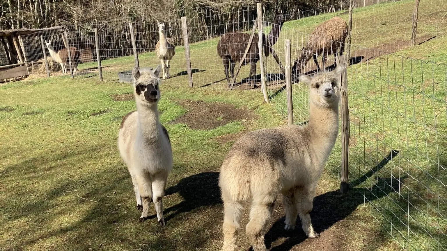 alpagas