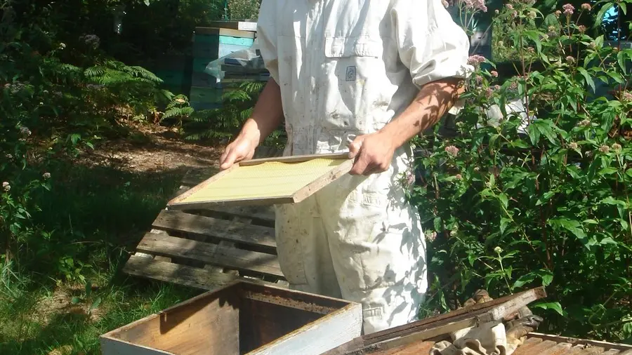apiculteur-au-rayon-de-miel