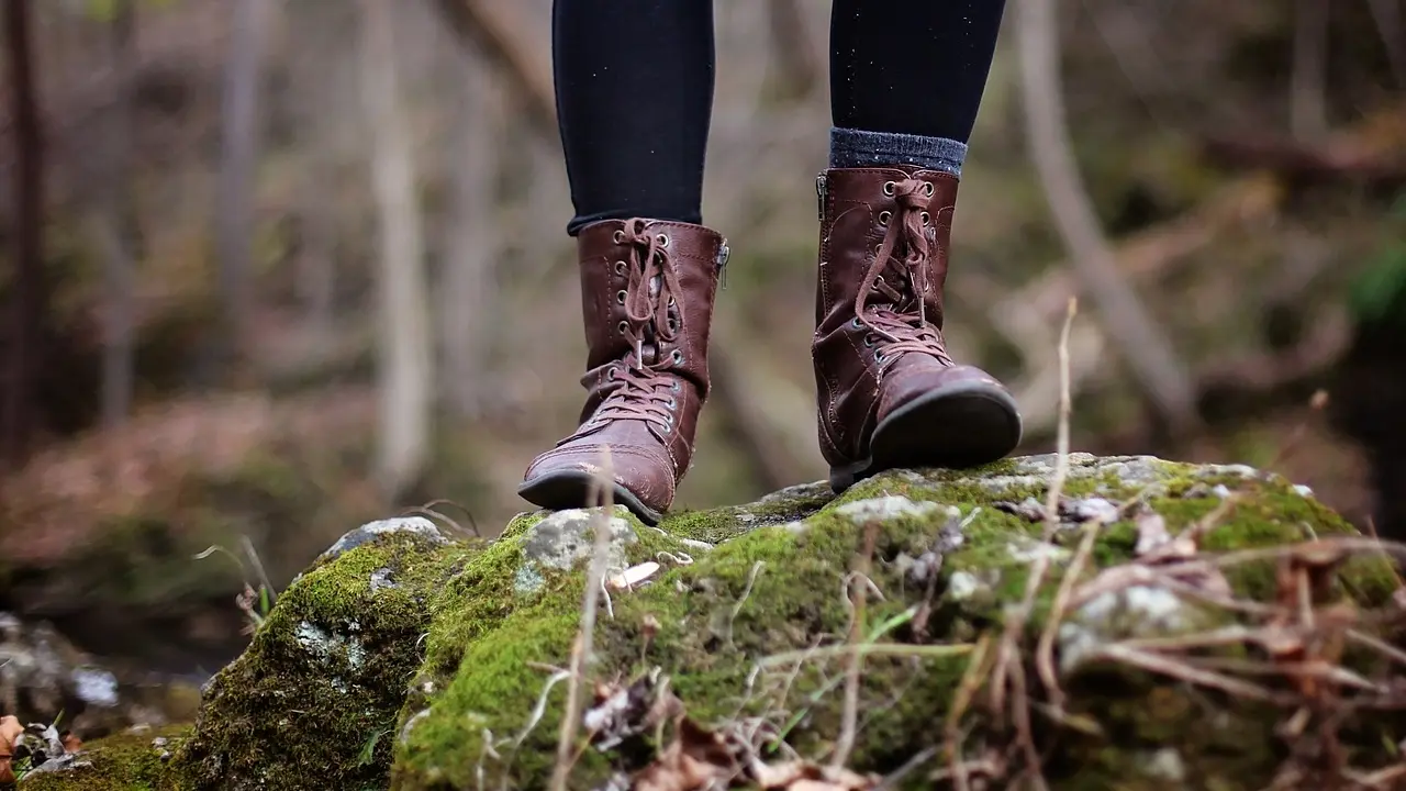 Hérons dans le Champs