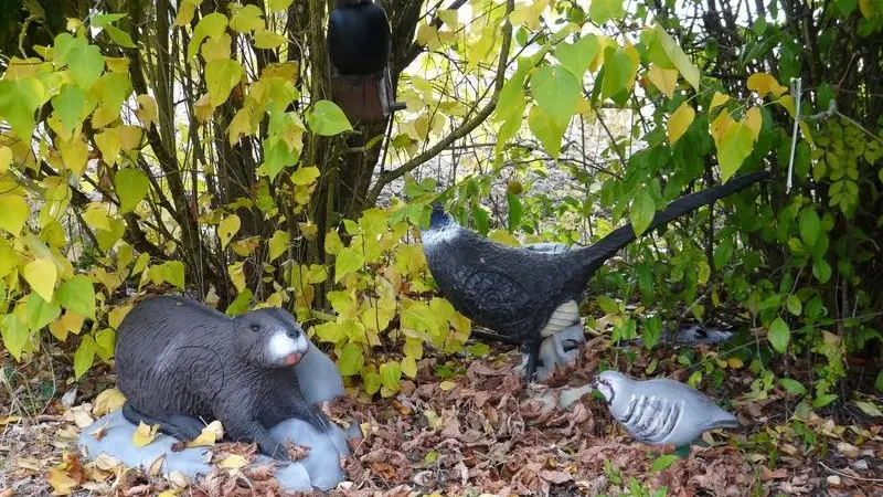 Le Bel Oiseau tir à l'arc