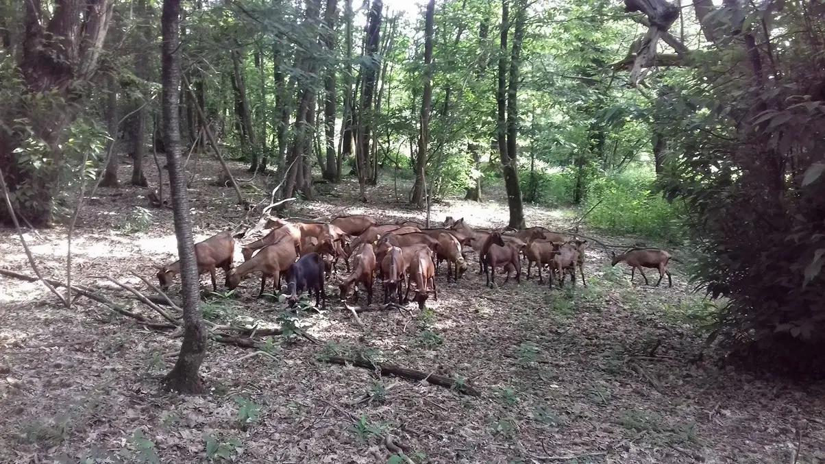 chevres-dans-les-bois
