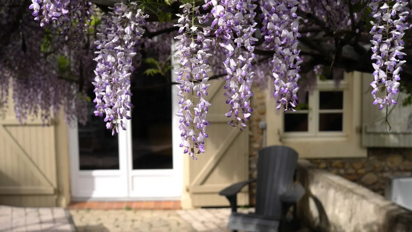 La vigne vierge - Gan - terrasse 1