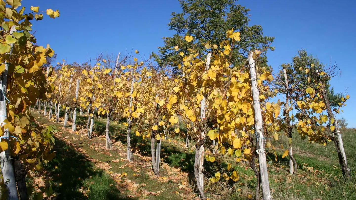 Domaine Rayau - Aubertin - la vigne