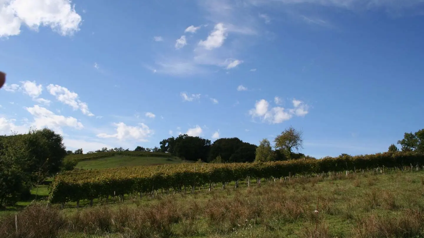 Domaine Rayau - Aubertin - le vignoble