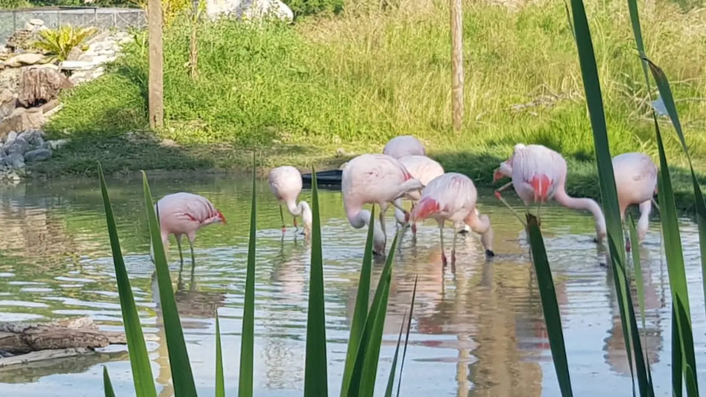 Exotic Park - Lescar - flamands roses