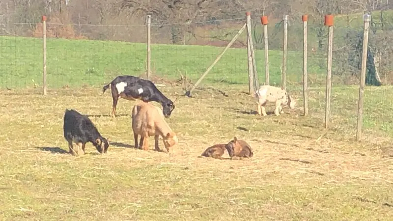 ferme de découverte nantheuil (1)
