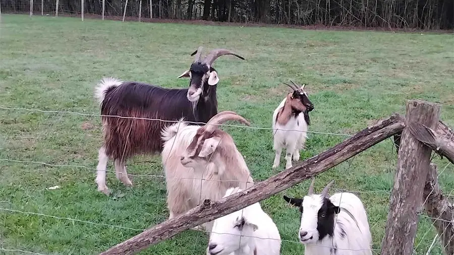 Ferme des Emotions à Rouffignac Saint-Cernin