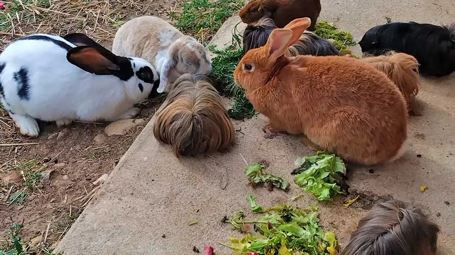 Ferme des Emotions à Rouffignac Saint-Cernin