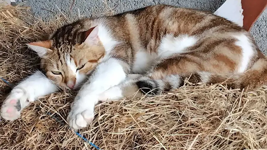 Ferme des Emotions à Rouffignac Saint-Cernin