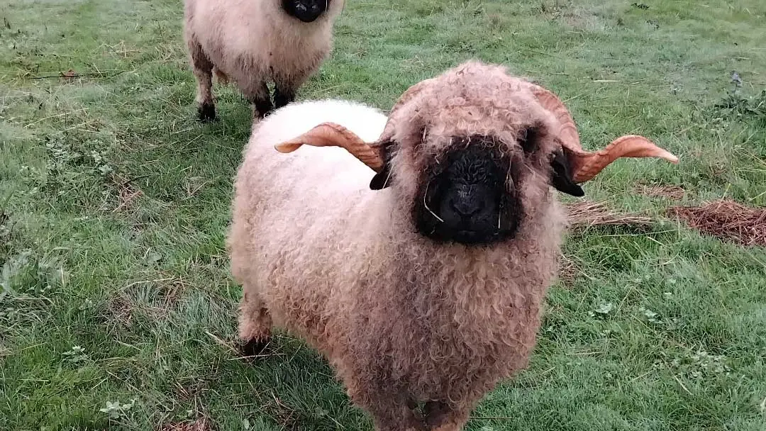 Ferme des Emotions à Rouffignac Saint-Cernin