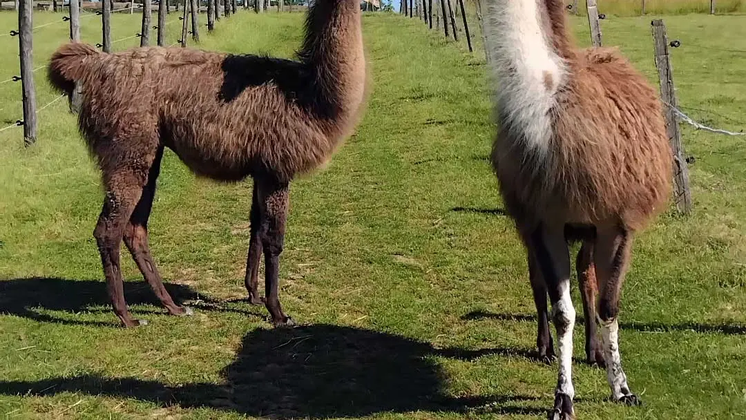 Ferme des Emotions à Rouffignac Saint-Cernin