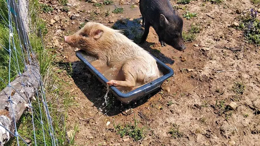 Ferme des Emotions à Rouffignac Saint-Cernin