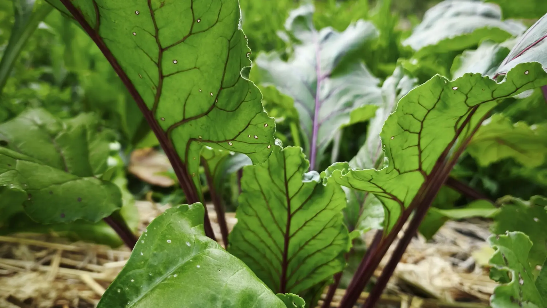 ferme-du-séchoir-betteraves-beleymas-tourisme-vallée-isle