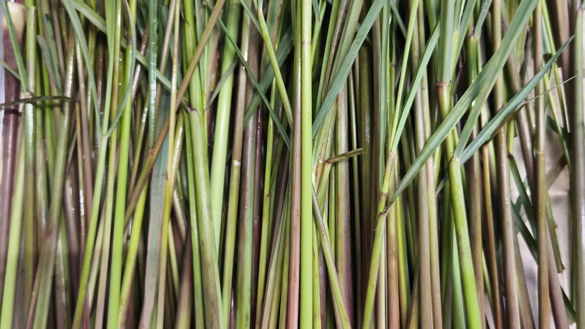 ferme-du-séchoir-citronelle-beleymas-tourisme-vallée-isle