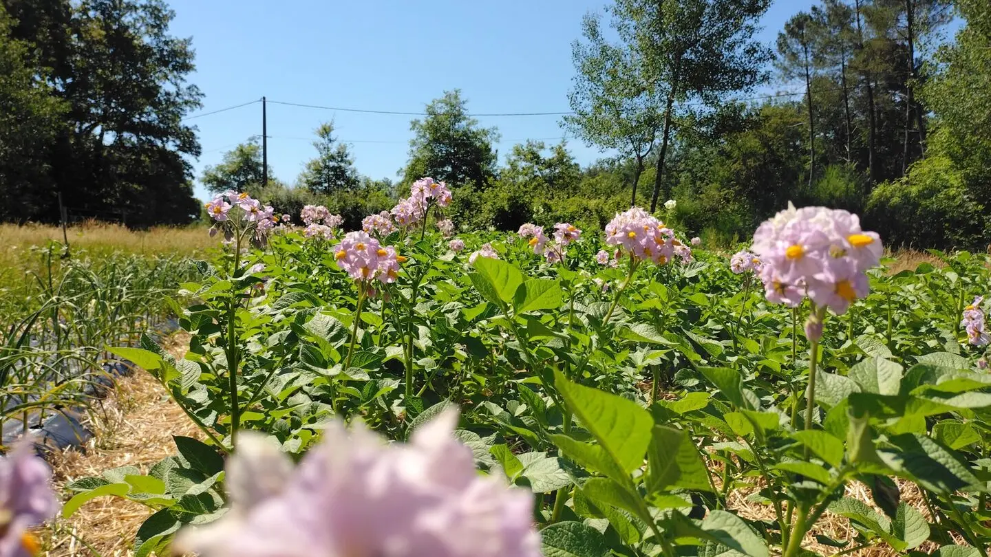 ferme-du-séchoir-pommes-de-terre-beleymas-tourisme-vallée-isle