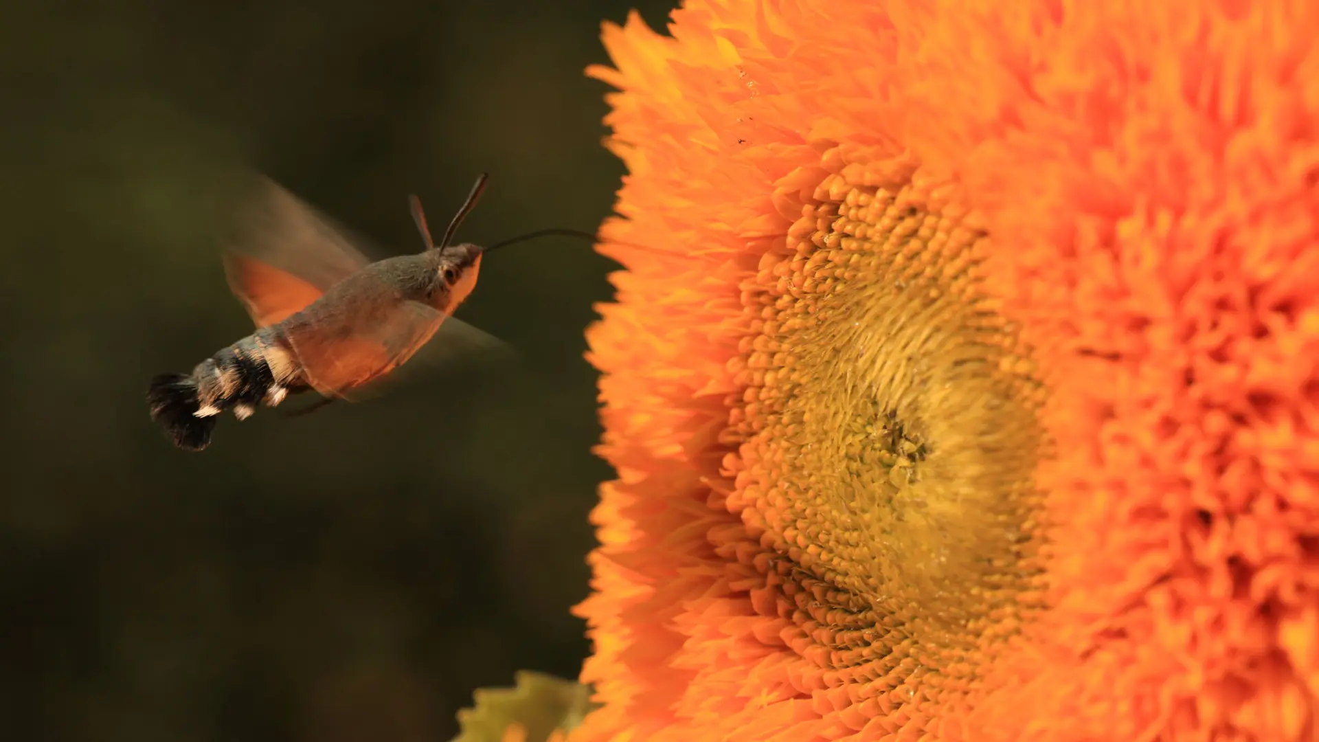 ferme-du-séchoir-tournesol-beleymas-tourisme-vallée-isle