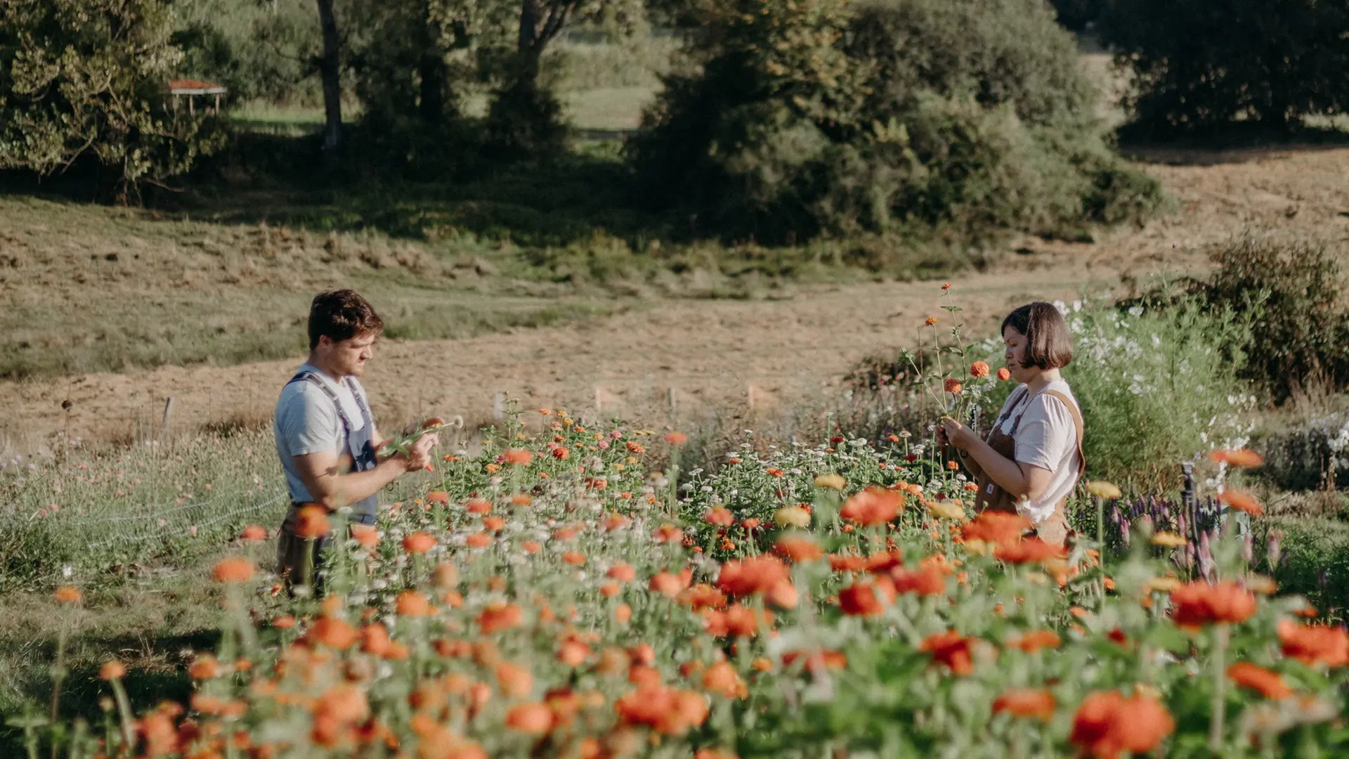 ferme florale_cueillette