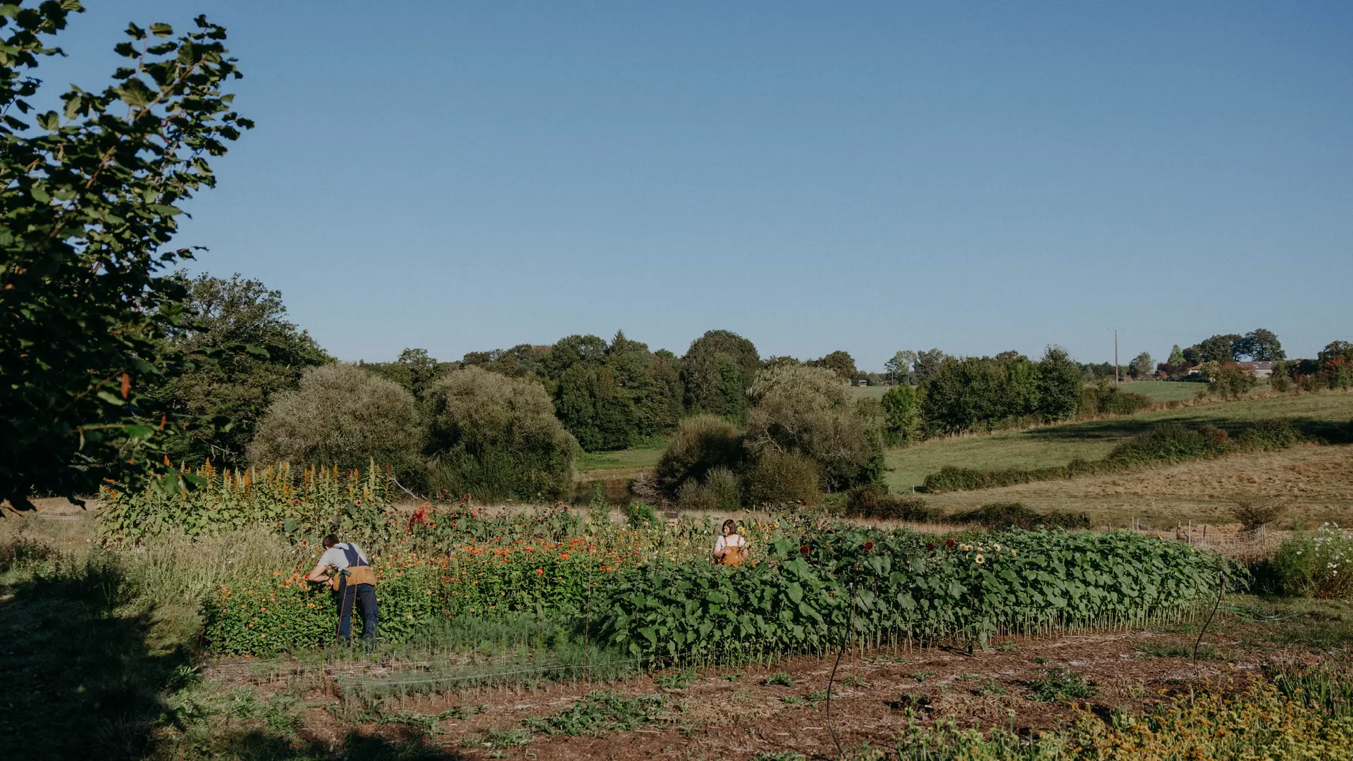 ferme florale_cueillette3