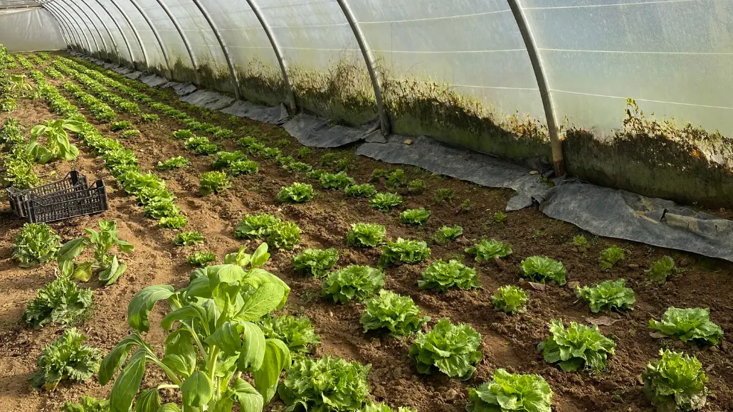 Ferme Le Petit Haricot - Vayres