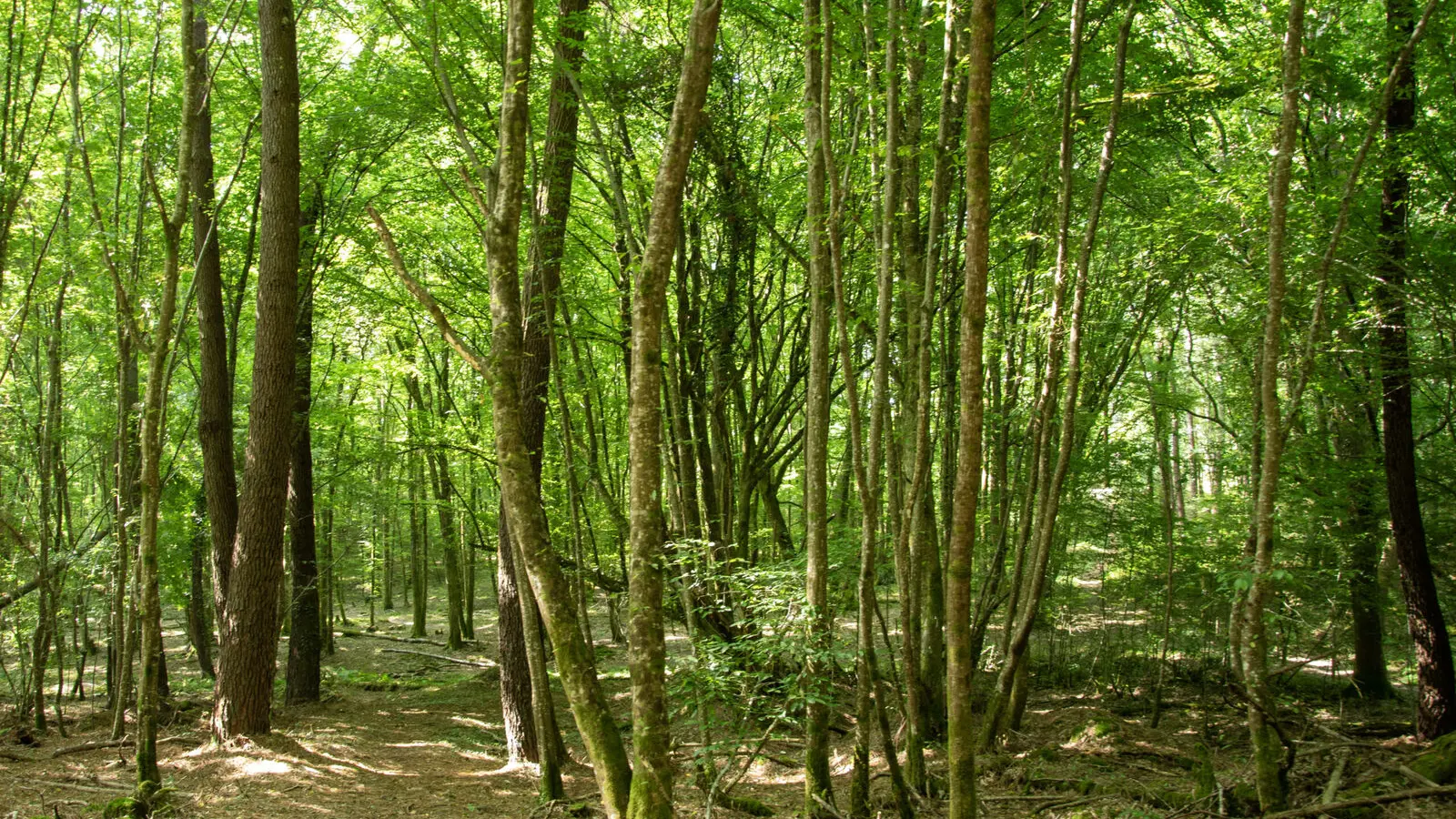 foret-vignoble-bois-beaupouyet-mussidan-toursime-vallee-isle