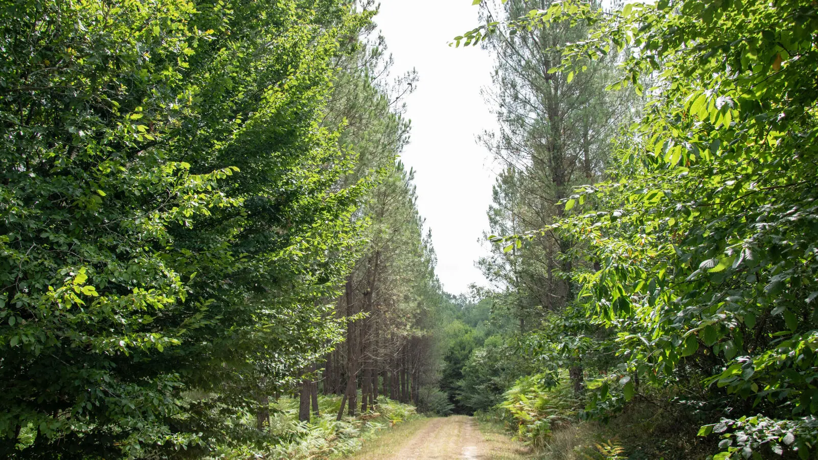 foret-vignoble-chemin-beaupouyet-mussidan-toursime-vallee-isle