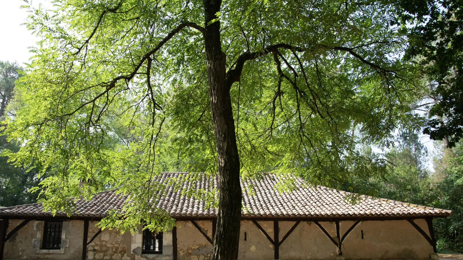 foret-vignoble-grange-beaupouyet-mussidan-toursime-vallee-isle