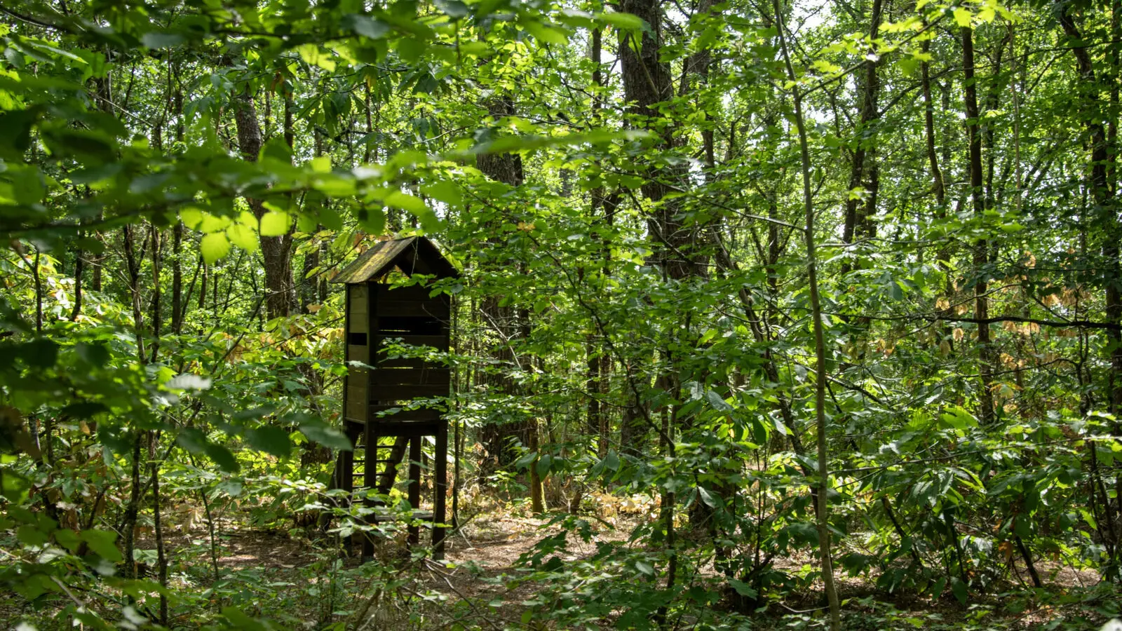 foret-vignoble-observatoire-beaupouyet-mussidan-toursime-vallee-isle