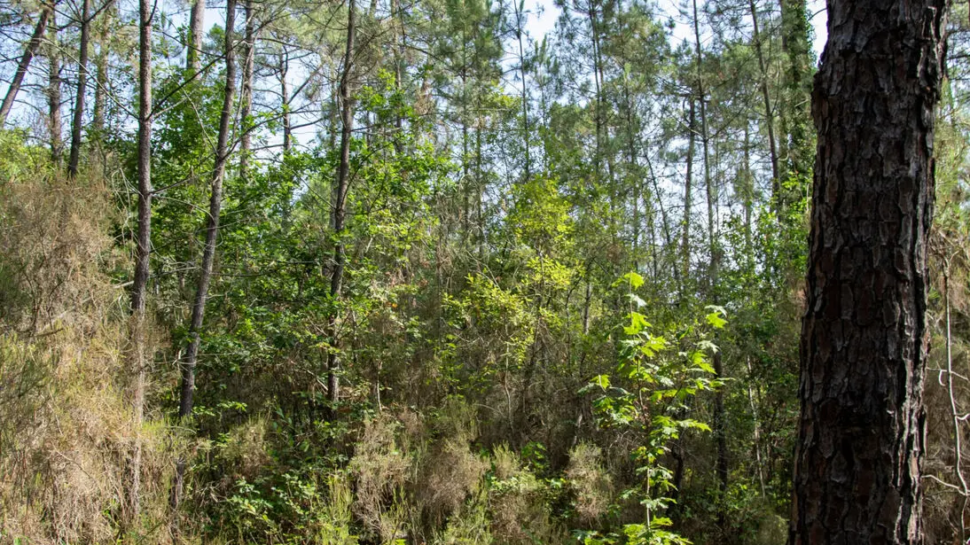 foret-vignoble-randonnée-beaupouyet-mussidan-toursime-vallee-isle