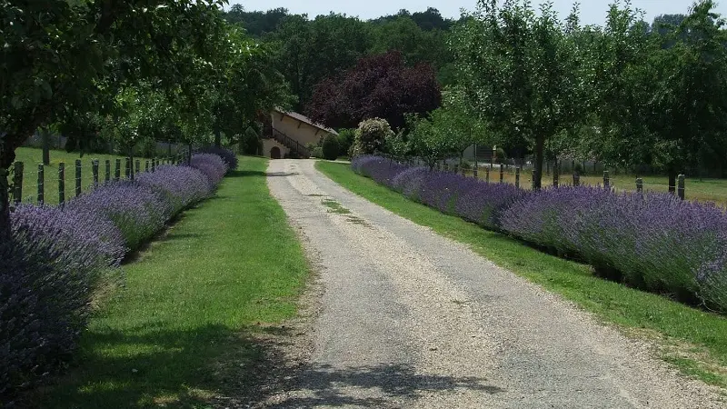 Les Lavandes_La Tour_CABRILLAC