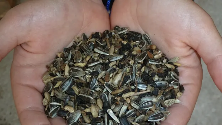 Les graines de tournesol