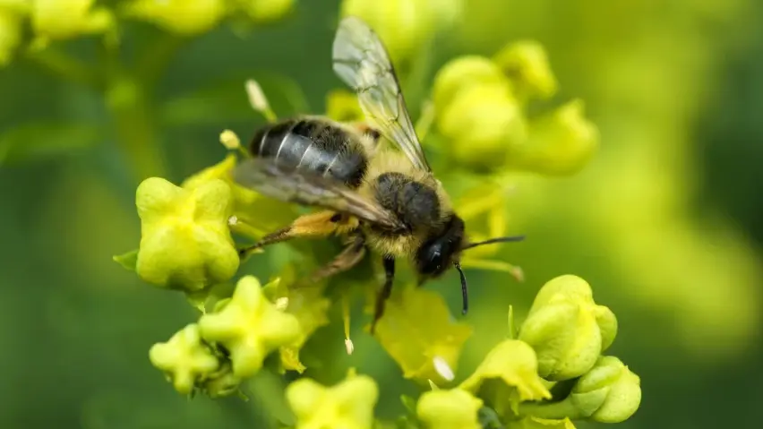 image abeille noire