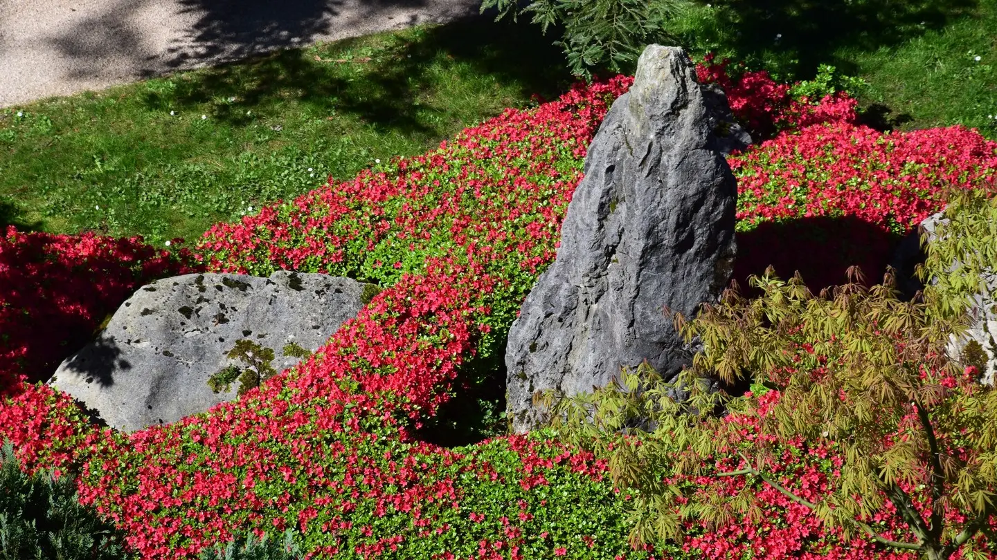 Jardin de Kofu - Pau - Massif