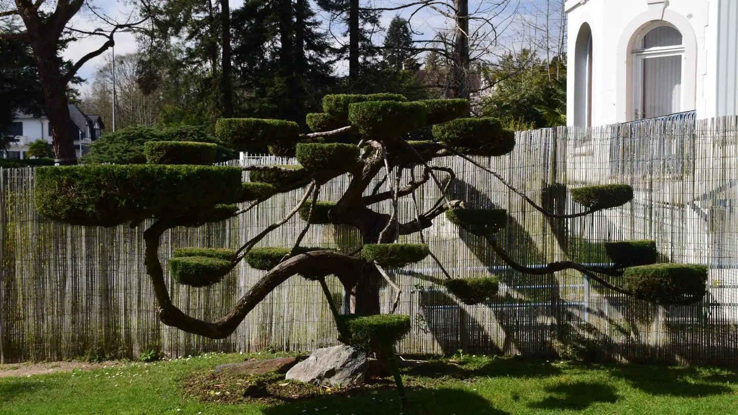 Jardin de Kofu - Pau - Arbre