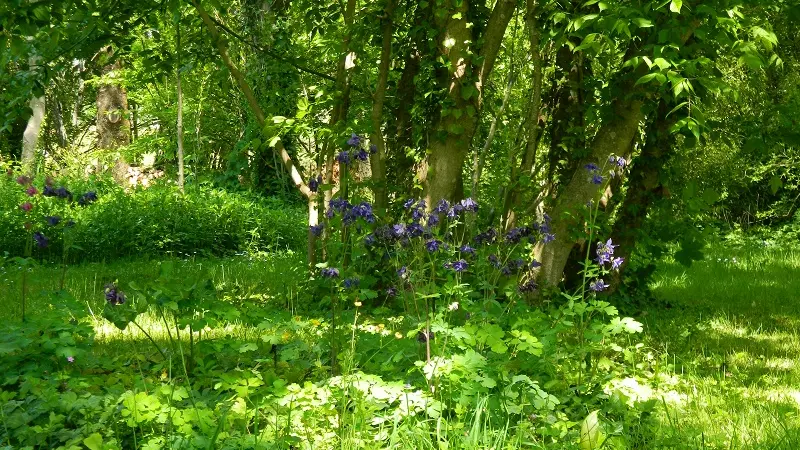 jardin