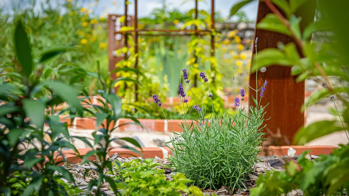 Jardin médiéval - Lescar