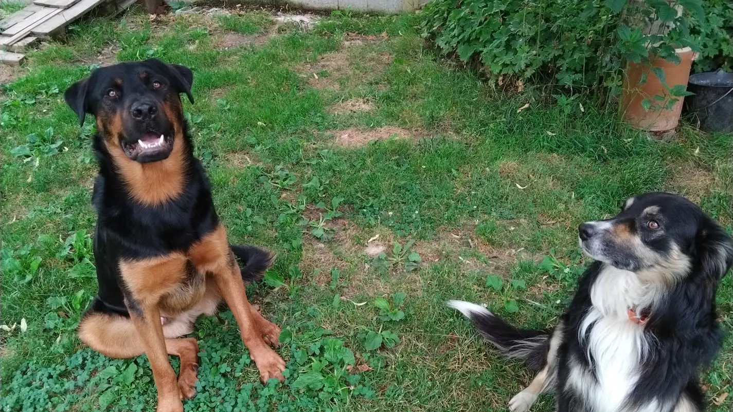 nos-chiens