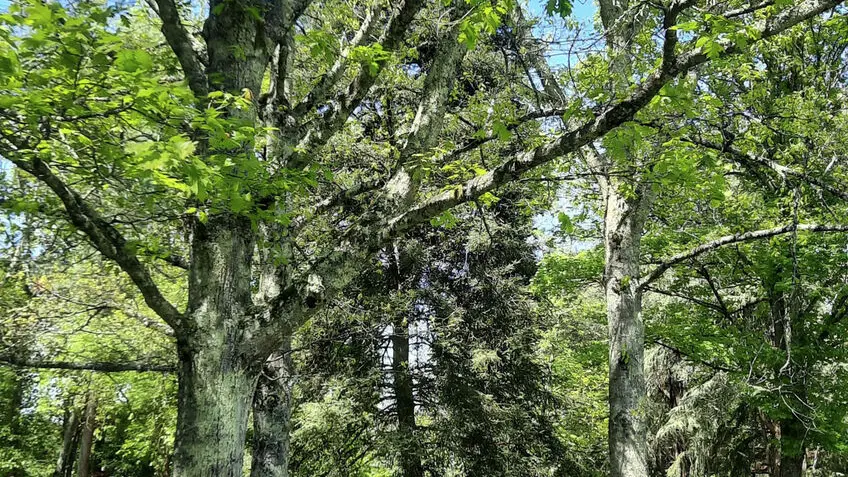 parc-voulgre-mussidan-pierre-tourisme-vallee-isle-2025