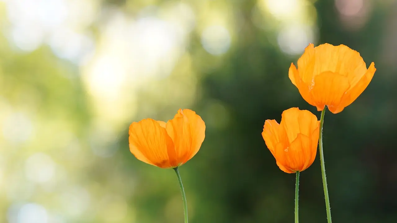 poppies