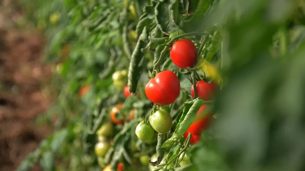 potagers la lande tomates