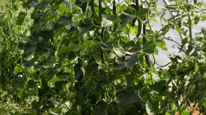 potagers la lande concombres