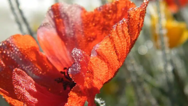 potagers la lande coquelicot
