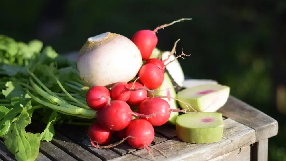 potagers la lande radis