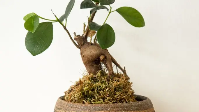 poterie-cache-pot-kokedama-broceliande-683x1024