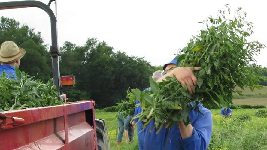 récolte de la plante de maylis