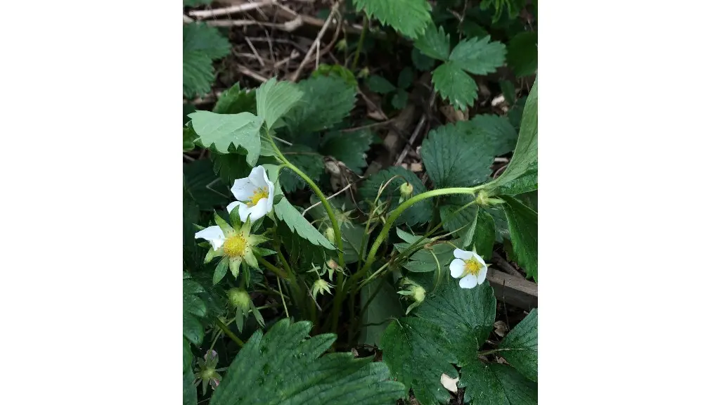 sobrieteheureuse_fraisiers