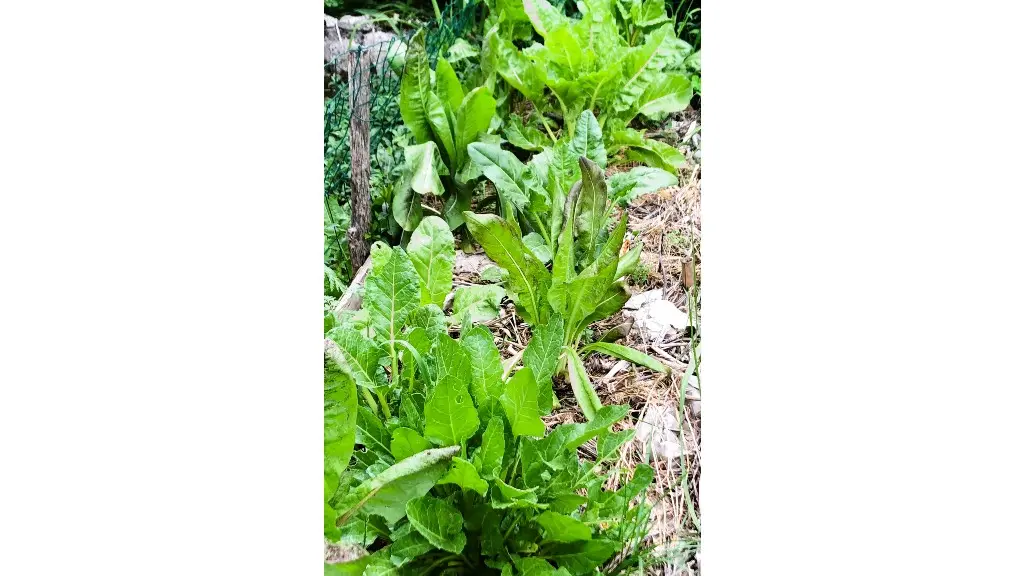 sobrieteheureuse_petitpotager