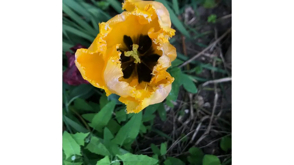 sobrieteheureuse_tulipe